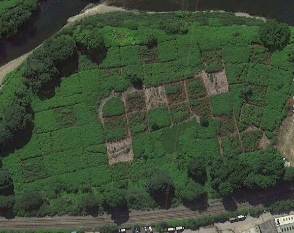 Japanese knotweed aerial shot